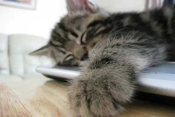 Cat sleeping on a laptop